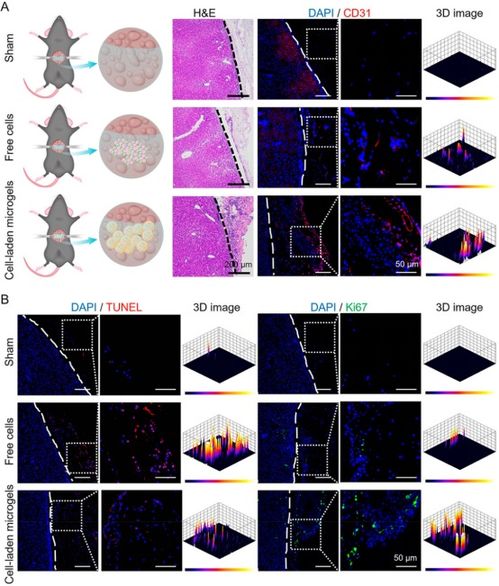 微流控与DNA纳米材料的交融 构建智能载细胞微凝胶的新范式
