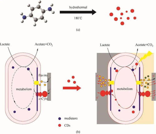 纳米材料介导微生物胞外电子传递过程的研究进展